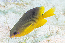 damselfish