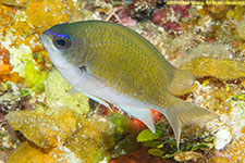 damselfish