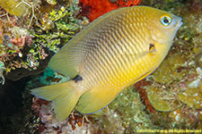 damselfish