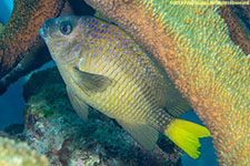 damselfish