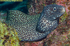 moray eel