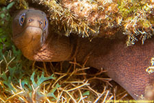 moray eel