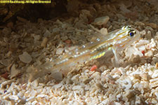 goby