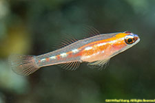 goby