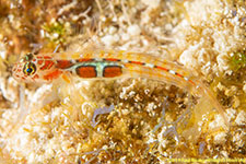 goby