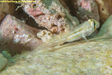 goby