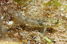 goby