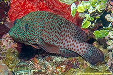 grouper