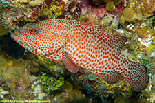 grouper