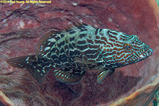 grouper