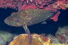 grouper