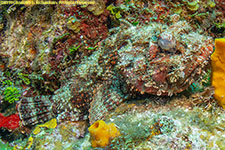 scorpionfish