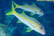 goatfish