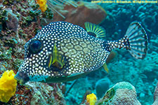 trunkfish