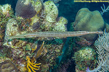 trumpetfish