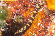 pipefish