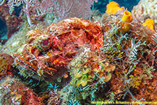 scorpionfish