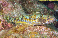 lizardfish