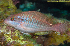 parrotfish