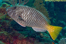 parrotfish