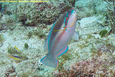 parrotfish