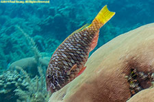 parrotfish