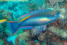 parrotfish