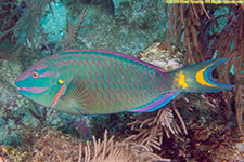 parrotfish