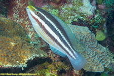 parrotfish