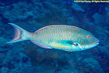 parrotfish