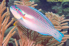 parrotfish