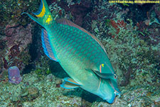 parrotfish