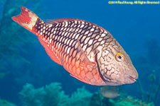 parrotfish