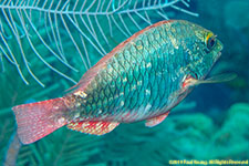 parrotfish