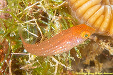 parrotfish