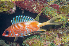 squirrelfish