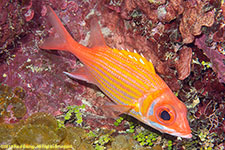 squirrelfish