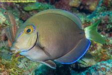 surgeonfish