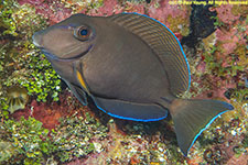 surgeonfish