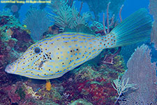 scrawled filefish