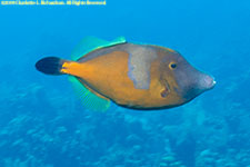 triggerfish