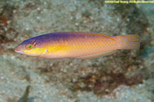 wrasse