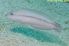 wrasse