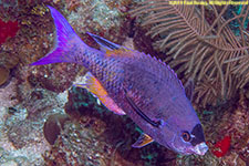 creole wrasse