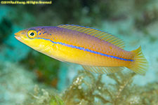 wrasse