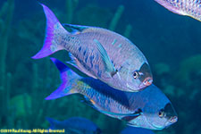 creole wrasses