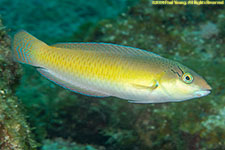 wrasse