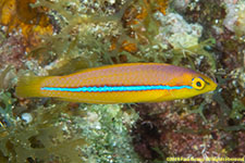 wrasse