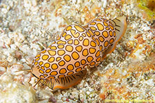 flamingo tongue