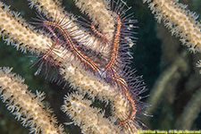 brittle star